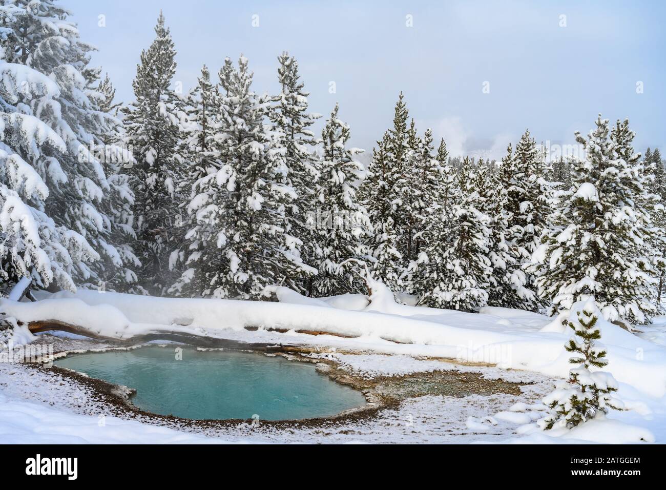 Ein Pool mit heißem Quellwasser im winterlichen Wald. Yellowstone National Park, Wyoming, USA. Stockfoto