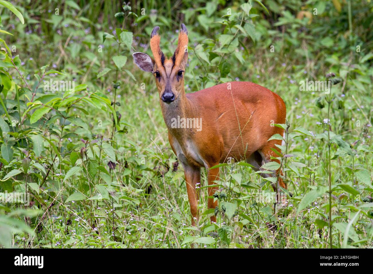 Ein männlicher Barking Deer oder indischer Muntjac (Muntiacus muntjak curvostylis) im Khao Yai Nationalpark in Zentralthailand Stockfoto