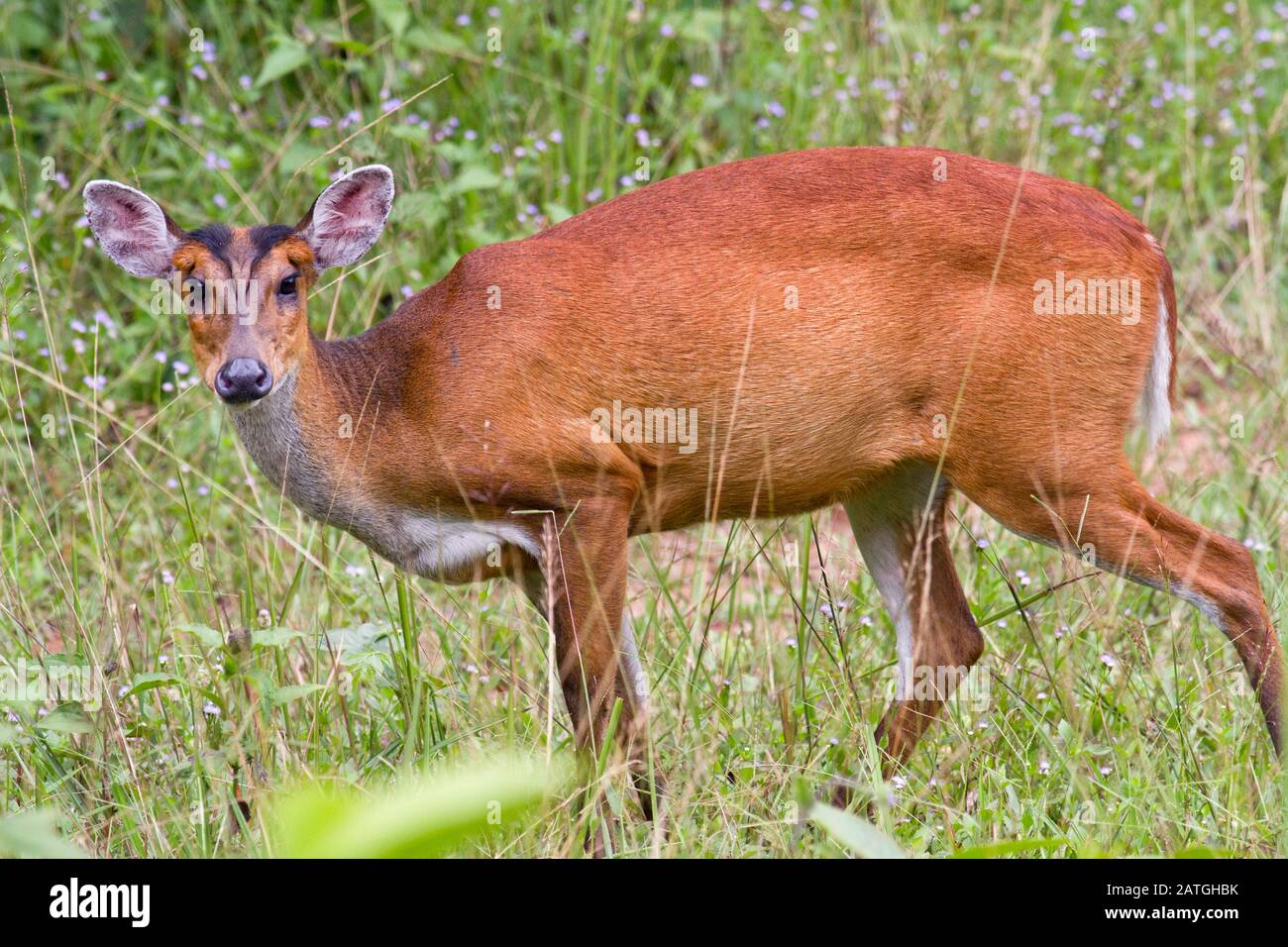 Ein weiblicher Barking Deer oder indischer Muntjac (Muntiacus muntjak curvostylis) im Khao Yai Nationalpark in Zentralthailand Stockfoto