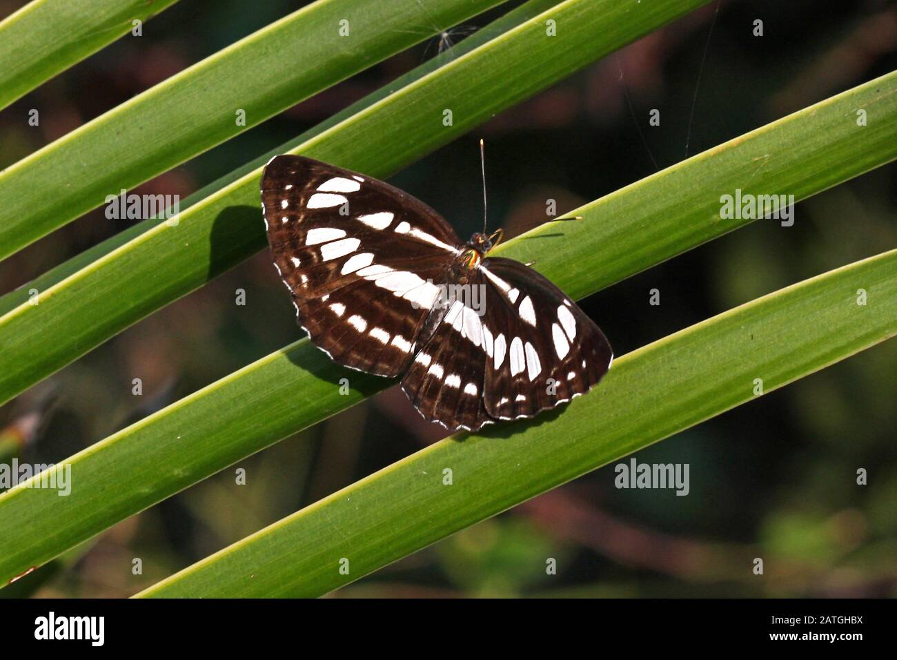 Ein häufiger Sailor-Schmetterling (Neptis hyalis) hat sich auf einem Palmblatt in Südostthailand niedergelassen Stockfoto