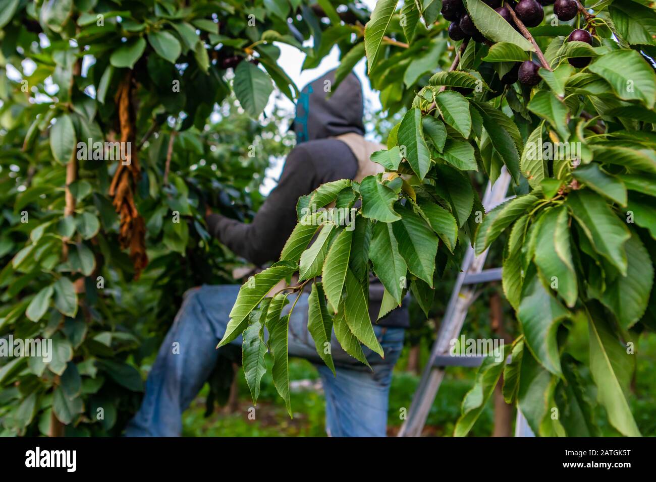 Nahansicht der Kirschbaumblätter. Saisonarbeiter, die im Hintergrund Rohkirschen pflücken. Lapins Kirschernte Stockfoto
