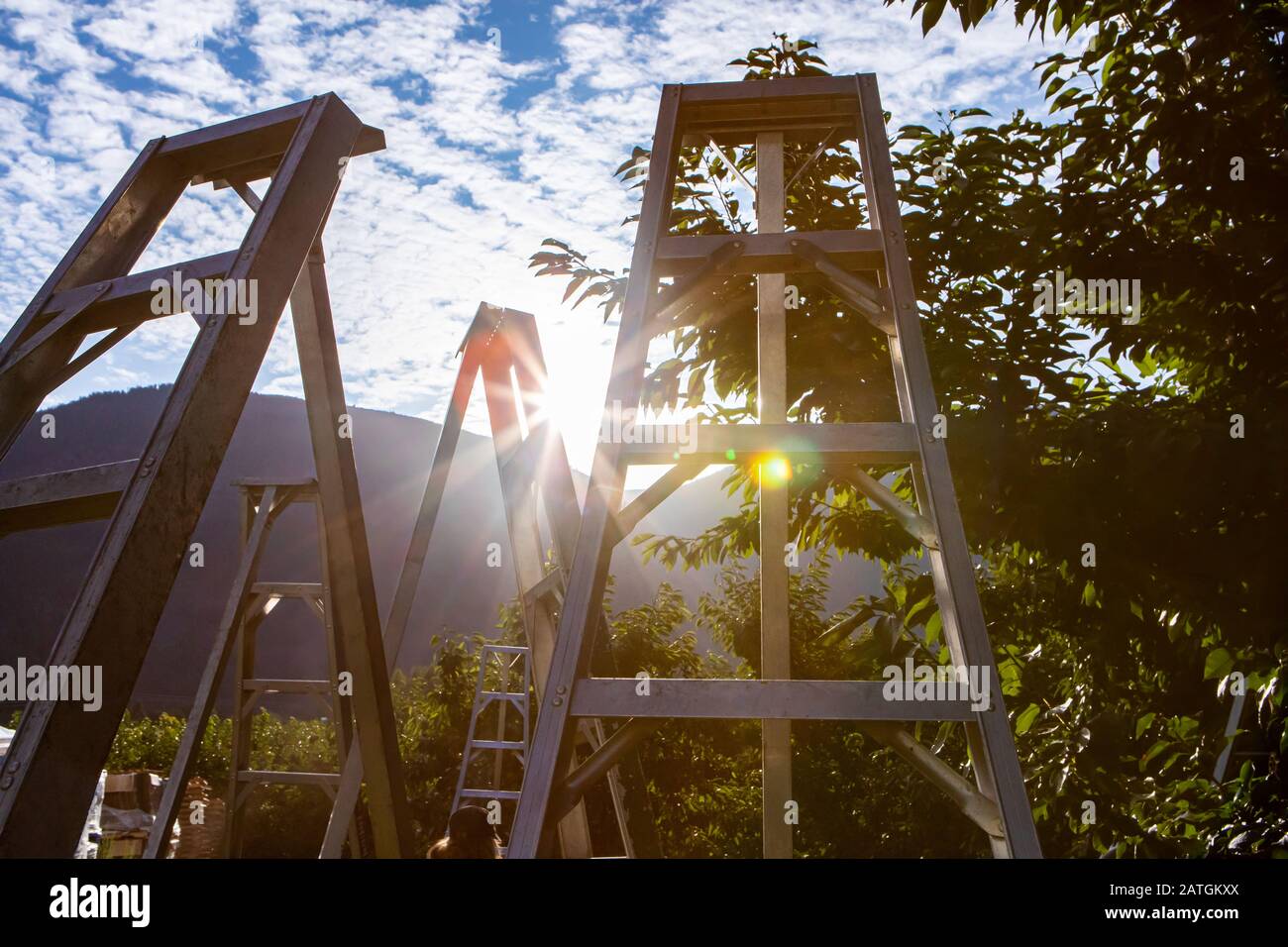 Sonnenuntergang über dem Kirschgarten in Creston Valley, British Columbia, Kanada. Eine Gruppe von Aluminiumleitern, die im Garten stehen Stockfoto