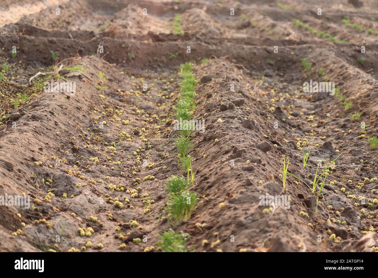 Mehr Pflanzengruppen in Fenchelpflanzenreihen im Agrarbereich Stockfoto