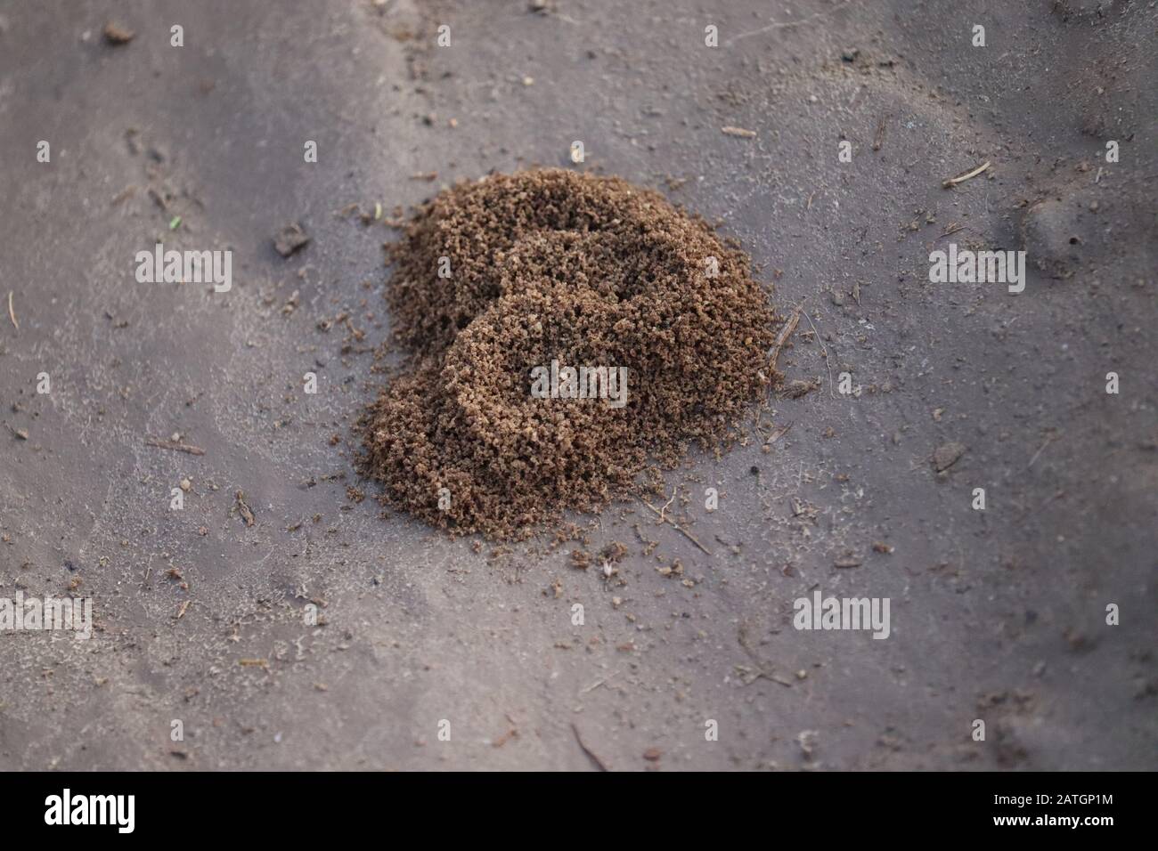Nahaufnahme des Sandmusters einer Farm im Sommer mit Anthill, Ameisenheim Stockfoto