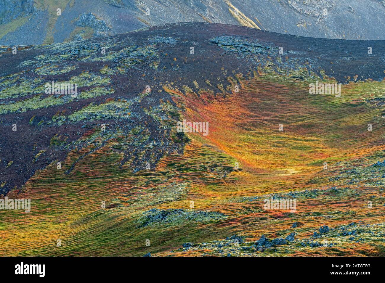 Laub auf Lava Mountains, Island Stockfoto