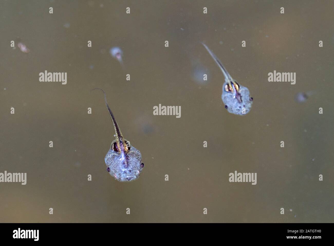 Frog Tadpole, Amboli, Indien Stockfoto