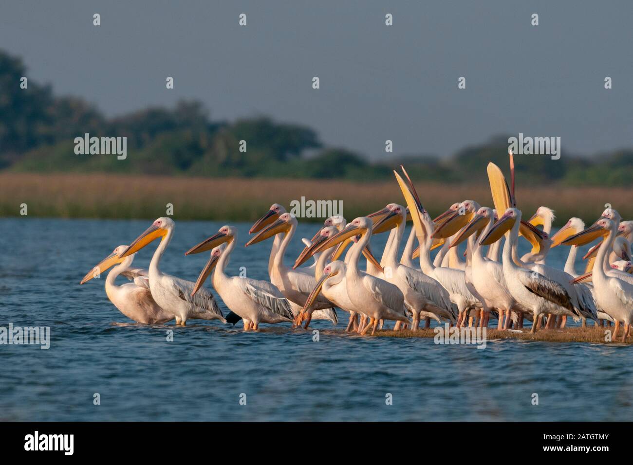 Rosy Pelicans, Pelecanus onocrotalus, Jamnagar, Indien Stockfoto