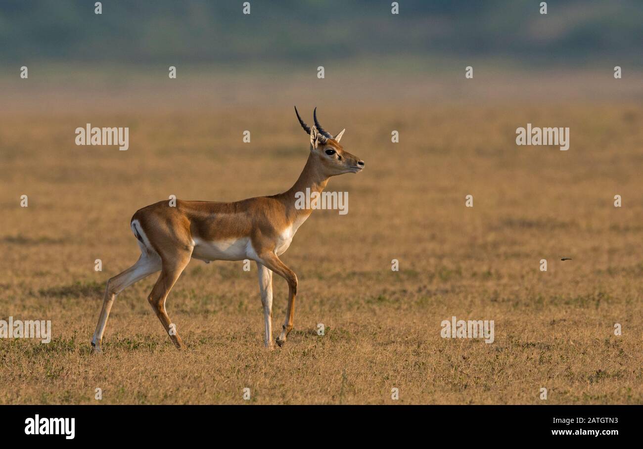 Junger Schwarzbuck, der als indische Antilope, Antilope Cervicapra, bekannt ist. Solapur, Indien Stockfoto