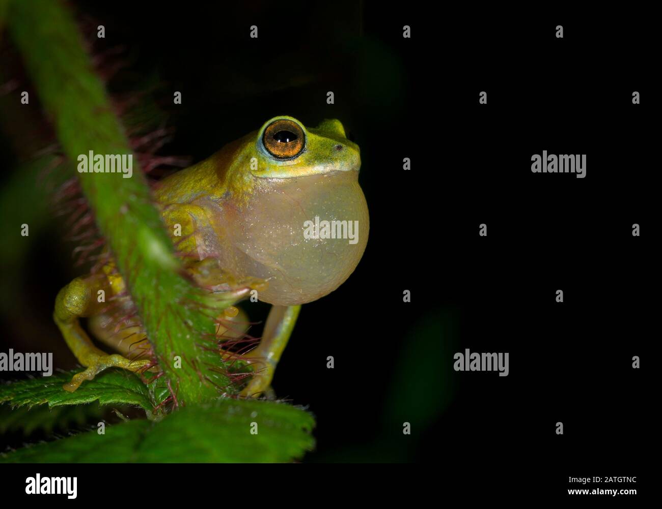 Rhacophorus Beddomi, Frog, Kerala, Indien Stockfoto