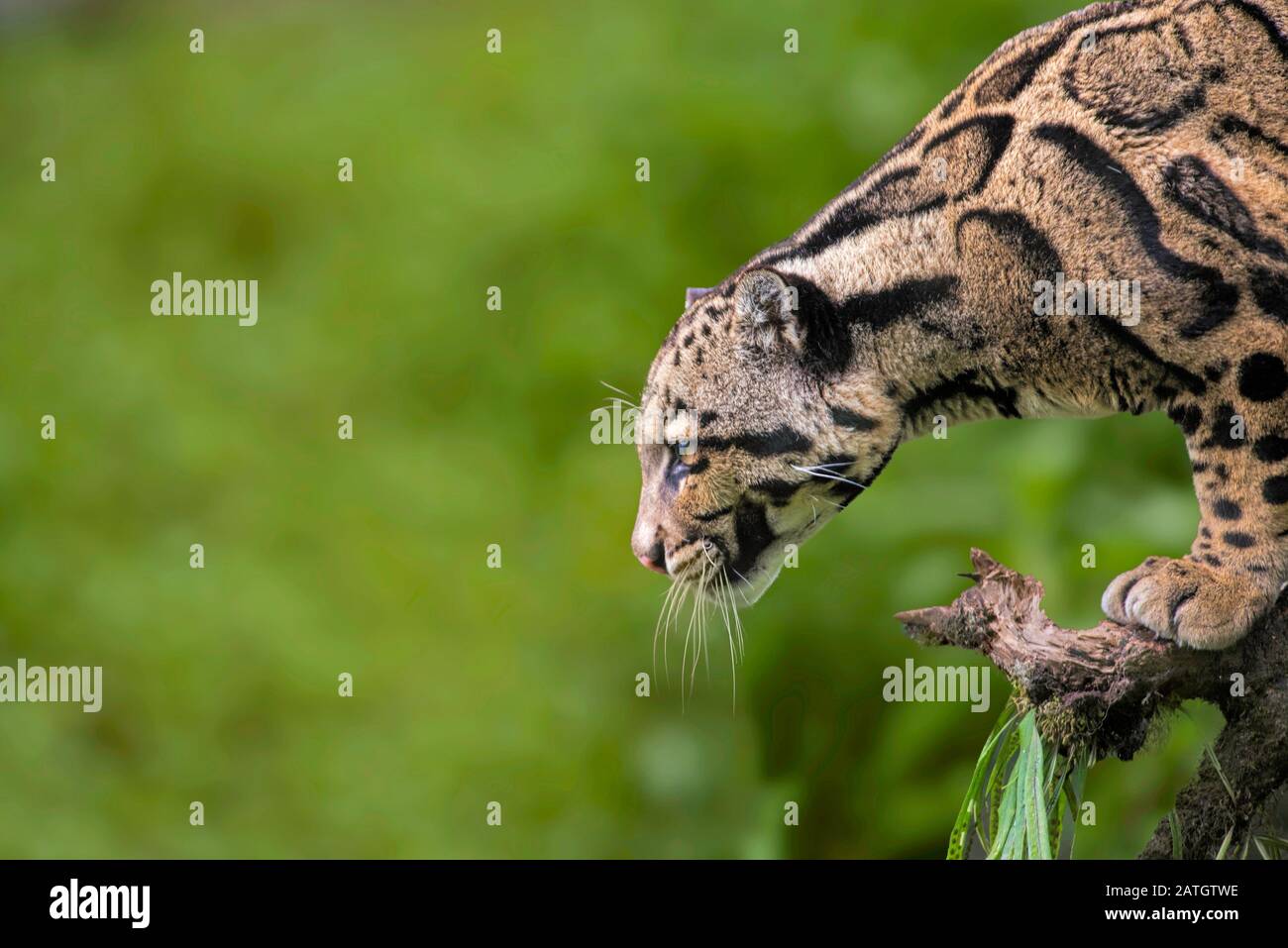 Getrübter Leopard, Neofelis nebulosa, Himalaya-Ausläufer, Indien. Auf der Roten Liste der Weltnaturschutzindien als Gefährdet gelistet. Stockfoto