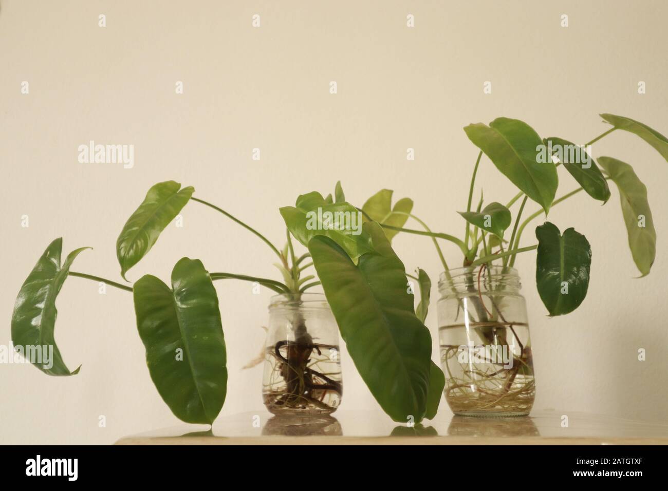 Philodendron domesticum oder spadelef philodendron in wiederverwendeten Glasgefäßen als einfache und nachhaltige Springtime inspirierte Heimdekoration Stockfoto