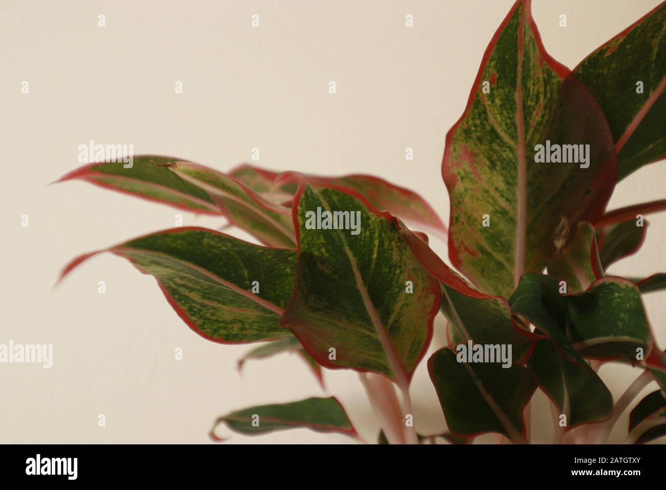 Rotes Aglaonema verlässt vor einem weißen Hintergrund, leicht zu erwachsen Hausanbau für Hausdekor für Springtime Theme Stockfoto