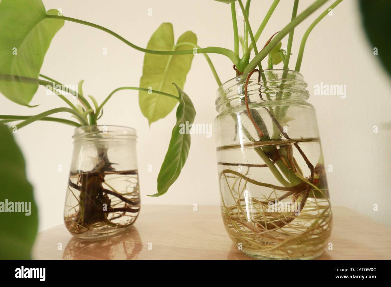 Philodendron domesticum oder spadelef philodendron in wiederverwendeten Glasgefäßen als einfache und nachhaltige Springtime inspirierte Heimdekoration Stockfoto