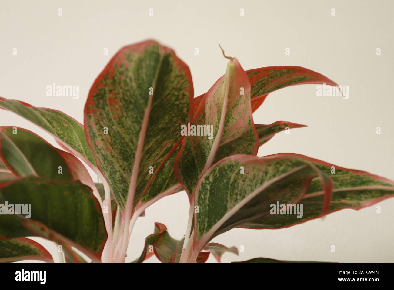 Rotes Aglaonema verlässt vor einem weißen Hintergrund, leicht zu erwachsen Hausanbau für Hausdekor für Springtime Theme Stockfoto