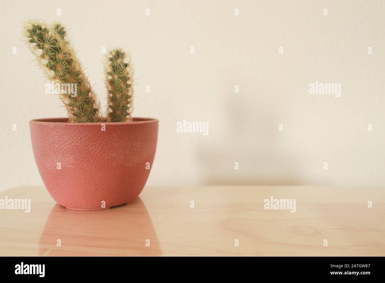 Kaktus in einem süßen rosafarbenen Topf für ein Frühlingsthema Heimdekoration und entspannender, geschlechtlicher neutraler Heimbereich Stockfoto