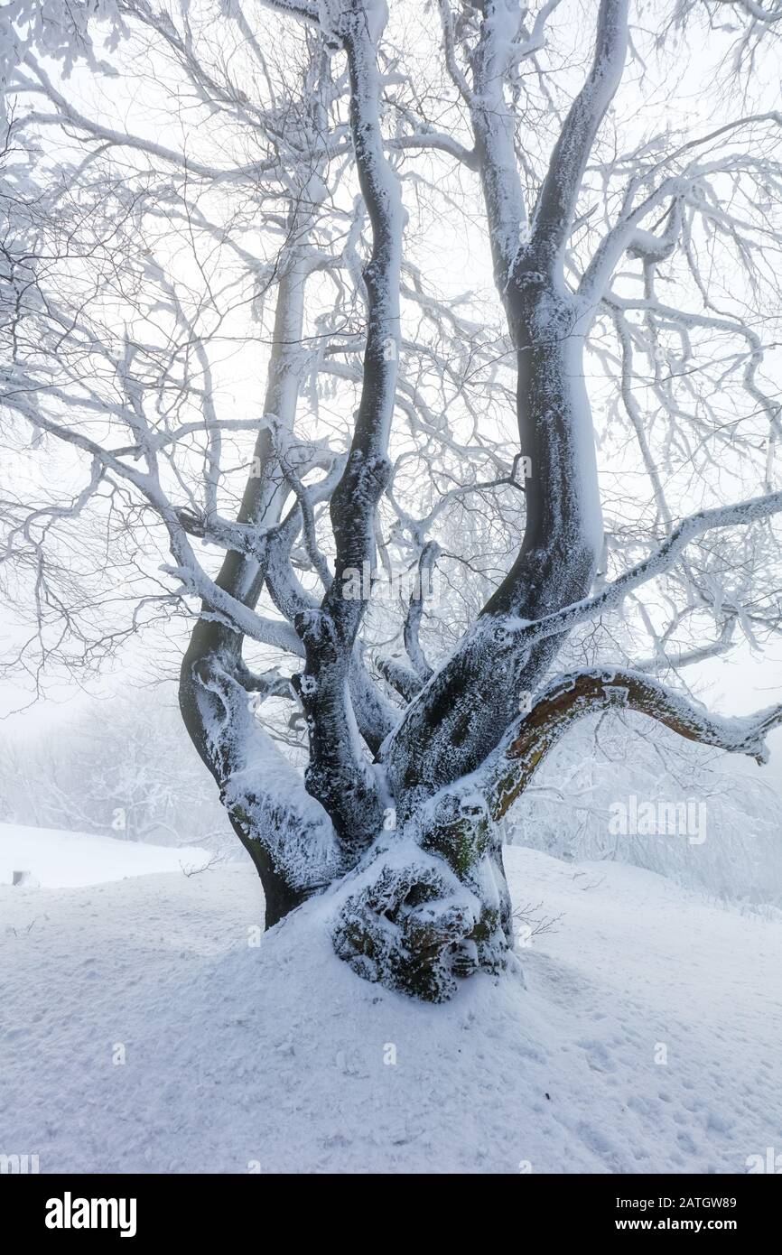 Winterbäume in Bergen mit frischem Schnee bedeckt Stockfoto