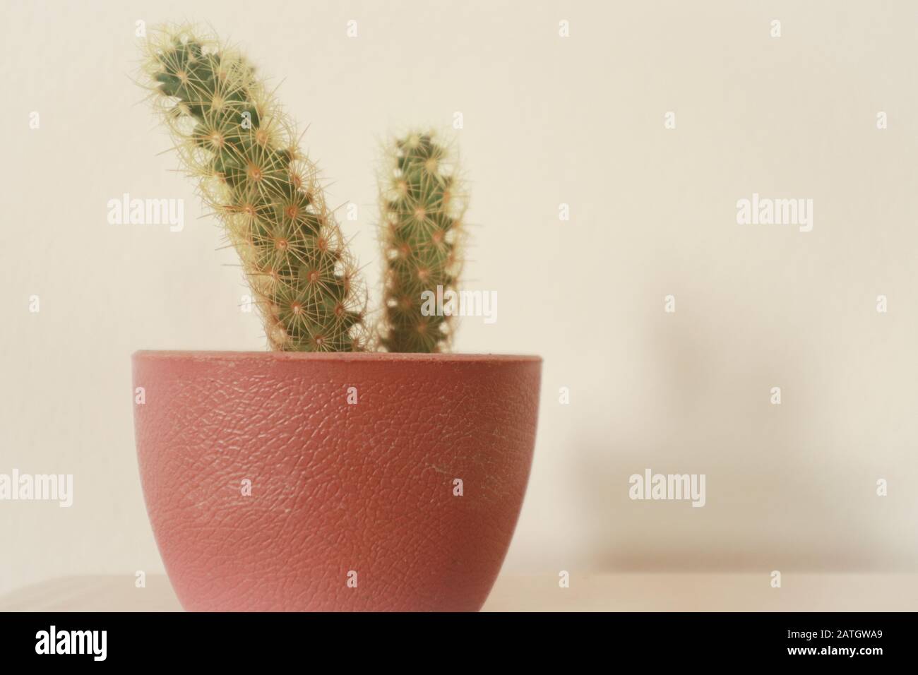 Kaktus in einem süßen rosafarbenen Topf für ein Frühlingsthema Heimdekoration und entspannender, geschlechtlicher neutraler Heimbereich Stockfoto