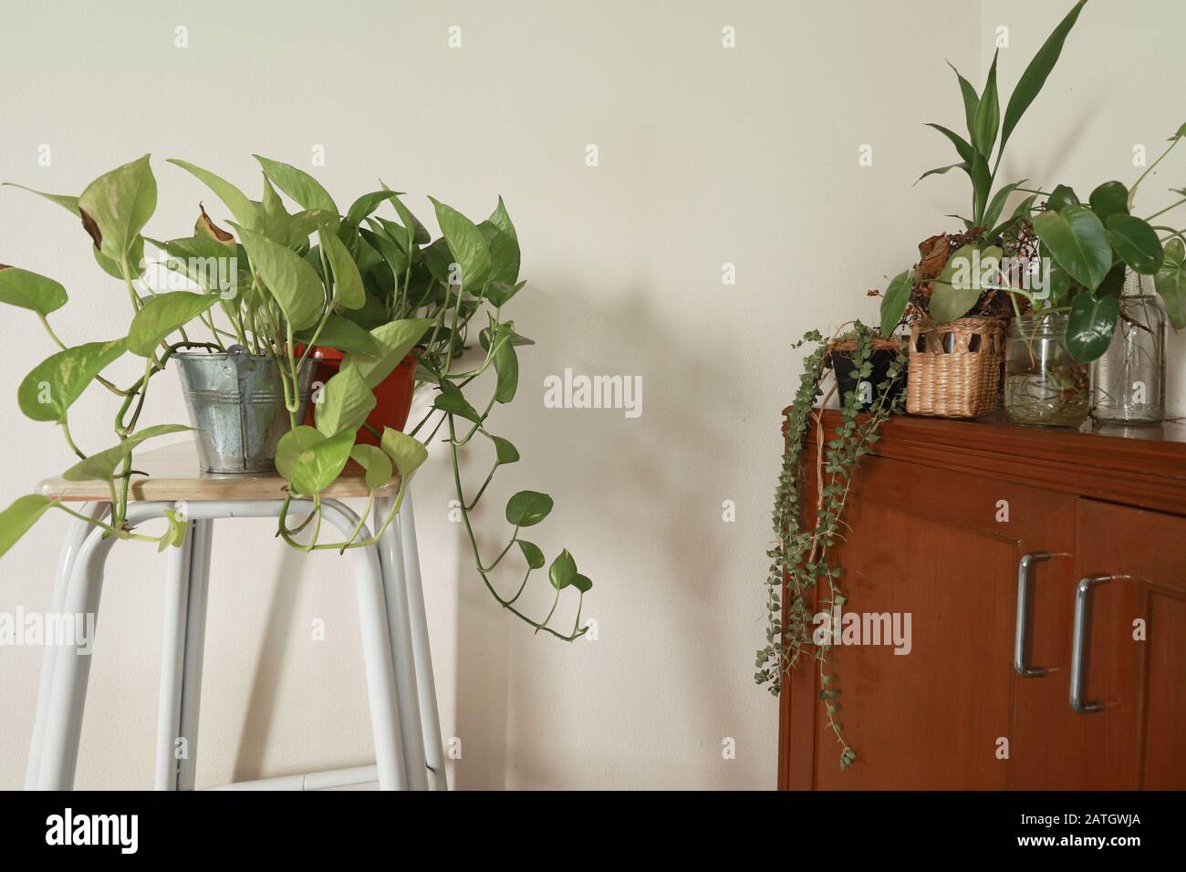 Einfache und frische Hausdekoration für Spring mit Zimmerpflanzen für einen beruhigenden und geschlechtsneutralen Wohnbereich Stockfoto