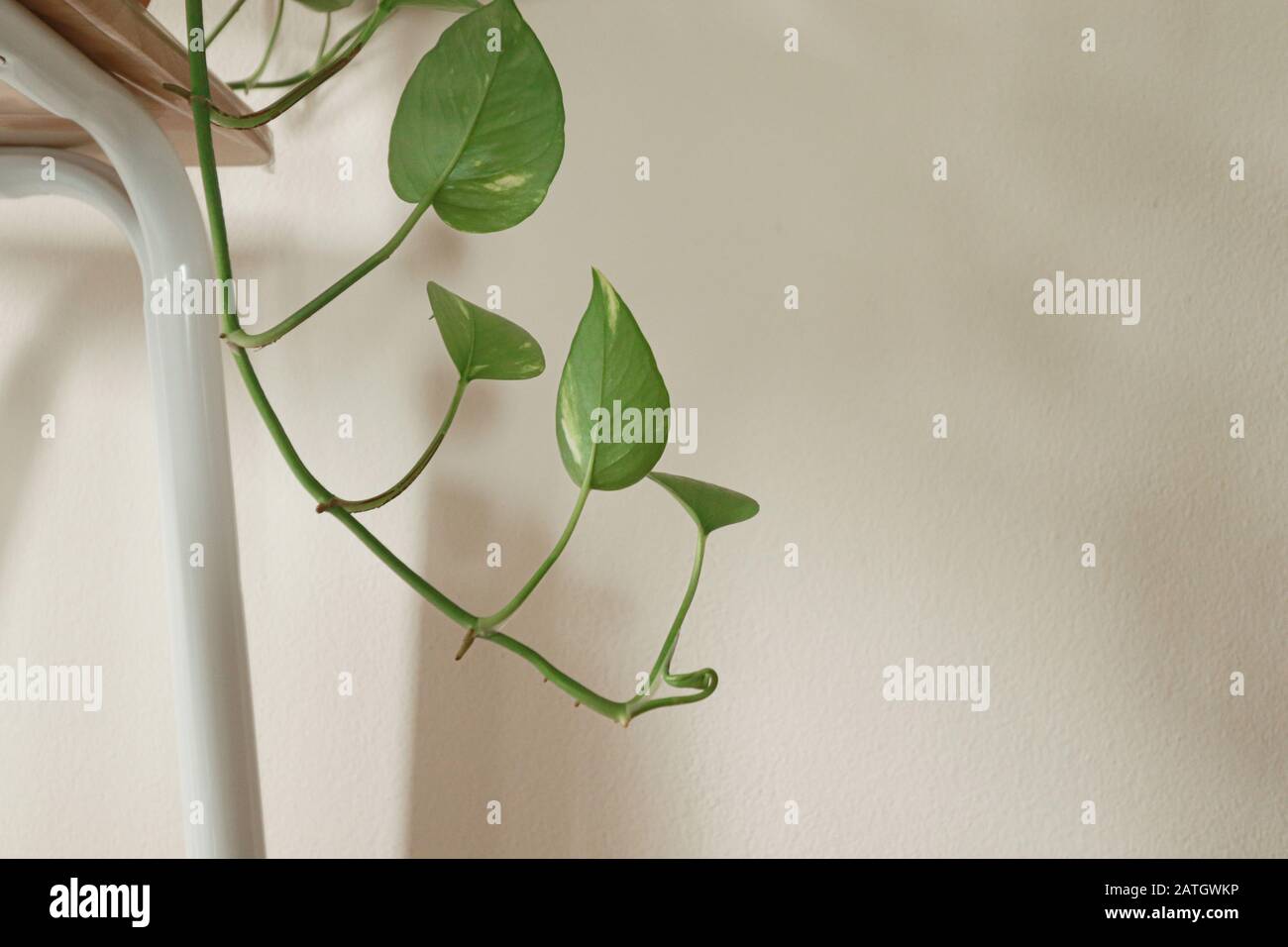 Minimalistische Hausdekoration für die Frühlingssaison mit Zimmerpflanzen für einen entspannenden und geschlechtsneutralen Raum Stockfoto