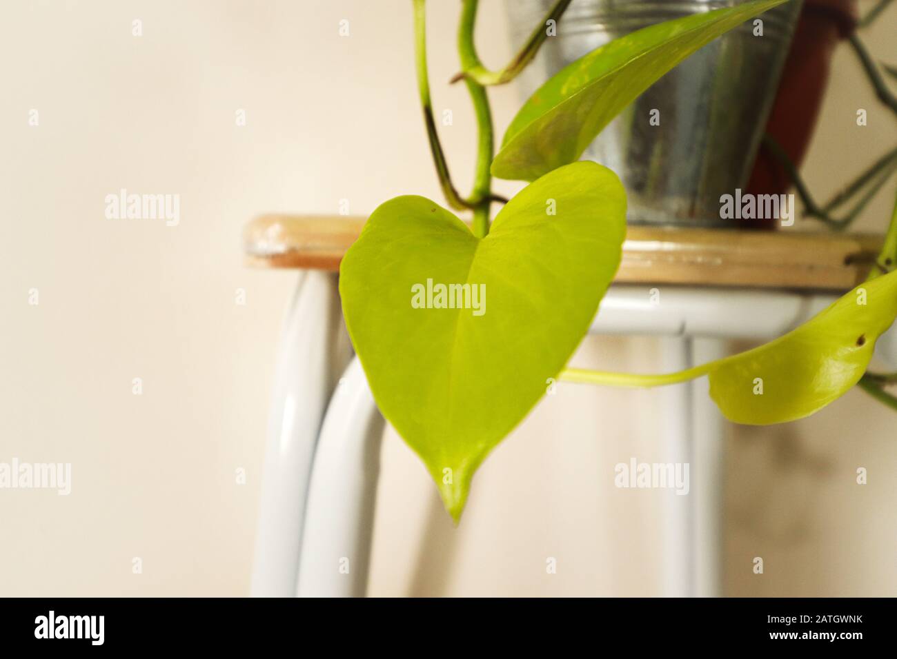 Golden pothos Plant oder Devil's Ivy ( Epiphrest aureum ), eine beliebte Zimmerpflanze für die Einrichtung, die einen entspannenden und gesunden Wohnraum schafft Stockfoto