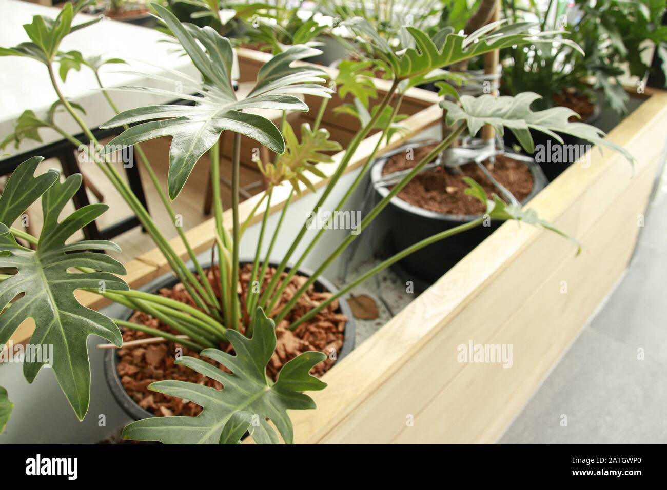 Philodendron-Pflanzen, die eine beliebte Wahl für die Zimmerdekoration im Frühjahr oder für die Schaffung eines entspannenden und geschlechtsneutralen Wohnraums sind Stockfoto