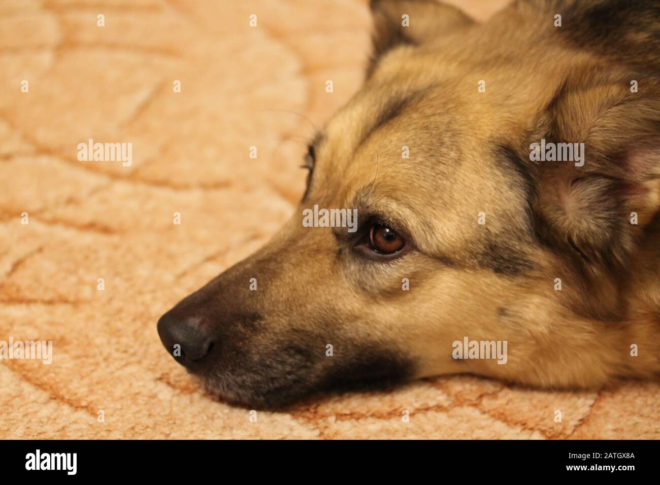 Hundeporträt der gemischten Rasse zu Hause. Haustier mit intelligenten braunen Augen. Fallen- oder Hängeohren. Großer oder mittelgroßer Puch. Kunstpelz in Sable. Stockfoto