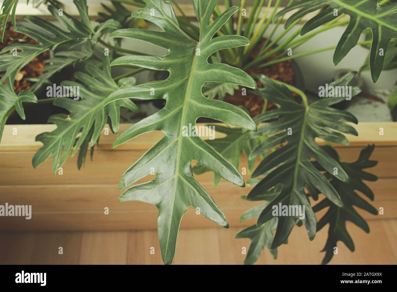 Philodendron-Pflanzen, die eine beliebte Wahl für die Zimmerdekoration im Frühjahr oder für die Schaffung eines entspannenden und geschlechtsneutralen Wohnraums sind Stockfoto