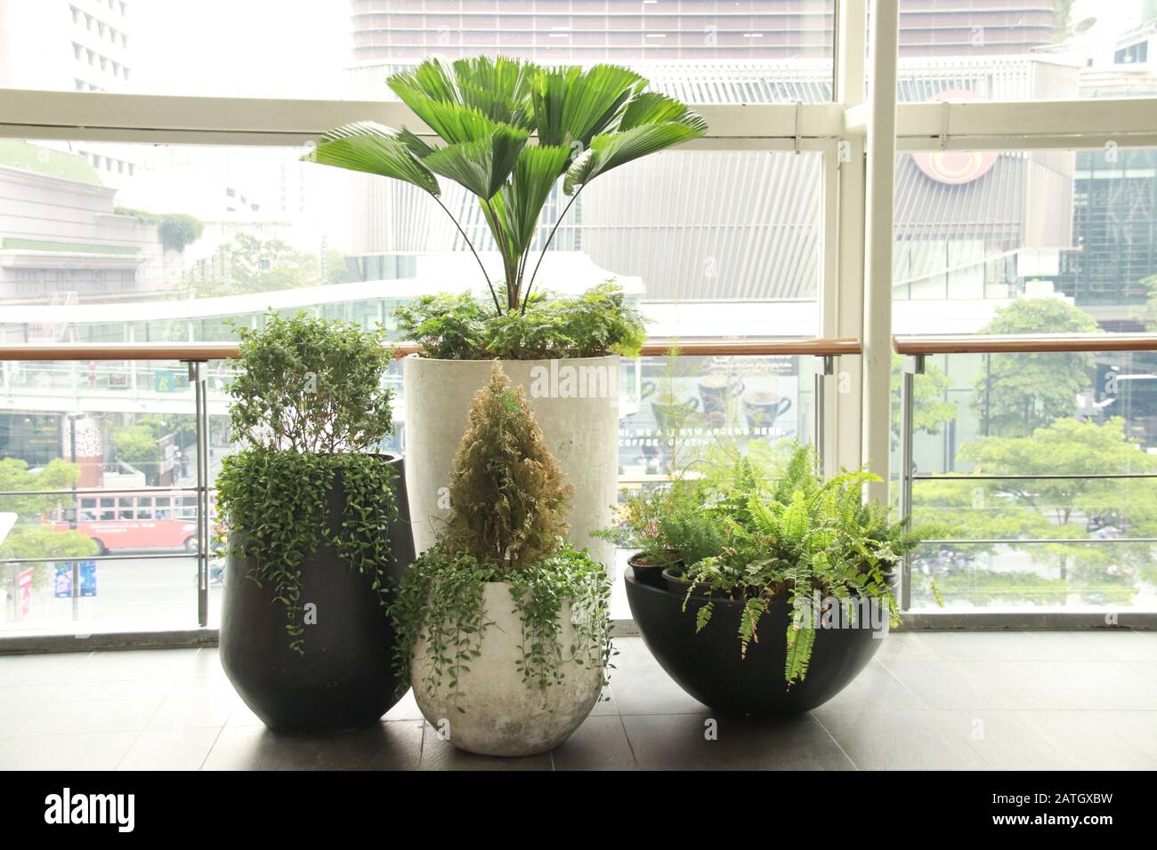 In Innenräumen schmücken Pflanzen den Arbeitsplatz, um einen ruhigen, geschlechtsneutralen und gesunden Arbeitsraum zu fördern Stockfoto