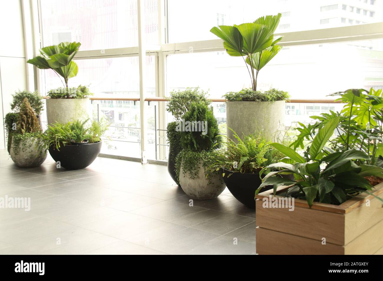 In Innenräumen schmücken Pflanzen den Arbeitsplatz, um einen ruhigen, geschlechtsneutralen und gesunden Arbeitsraum zu fördern Stockfoto