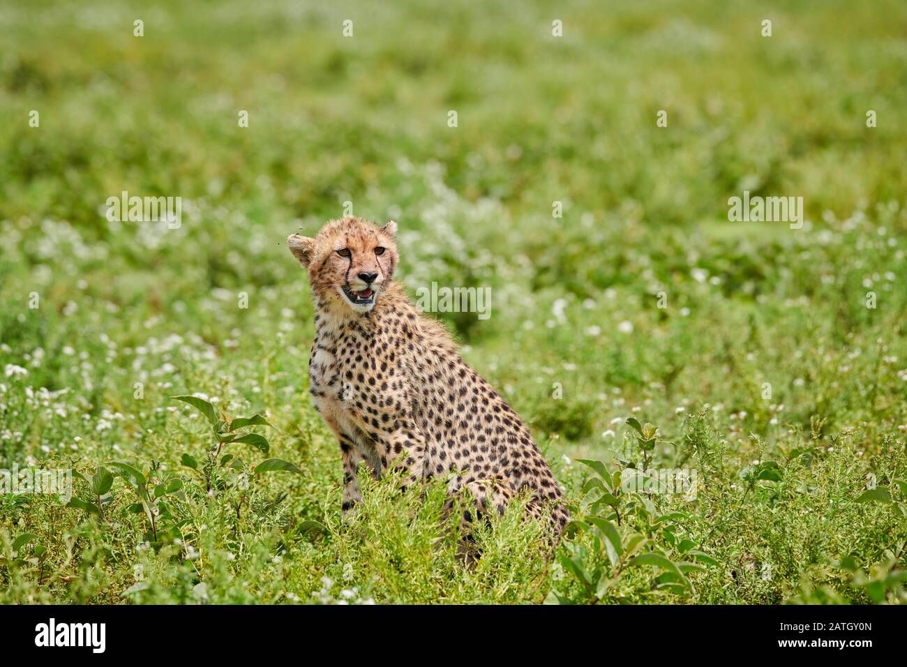 Junger Gepard, Acinonyx jubatus, im Serengeti-Nationalpark, UNESCO-Weltkulturerbe, Tansania, Afrika Stockfoto