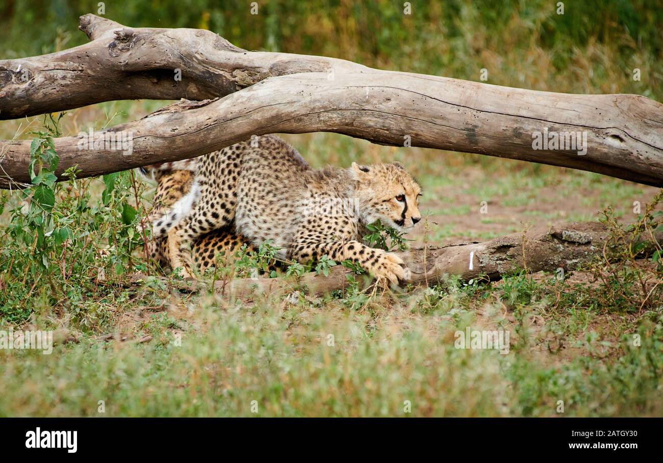 Junger Gepard, Acinonyx jubatus, im Serengeti-Nationalpark, UNESCO-Weltkulturerbe, Tansania, Afrika Stockfoto