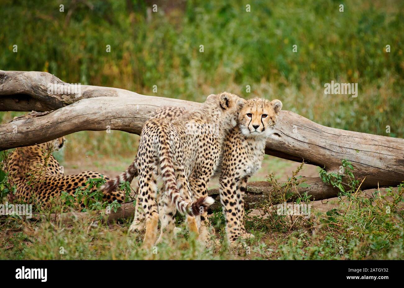 Zwei junge Geparde, Acinonyx jubatus, im Serengeti-Nationalpark, UNESCO-Weltkulturerbe, Tansania, Afrika Stockfoto