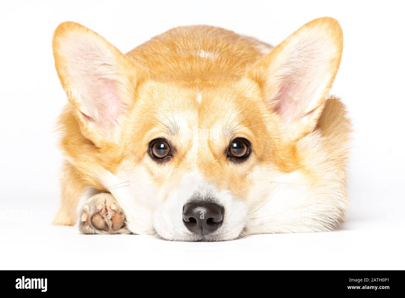 Pembroke Welsh Corgi Portrait isoliert weißen Hintergrund Stockfoto