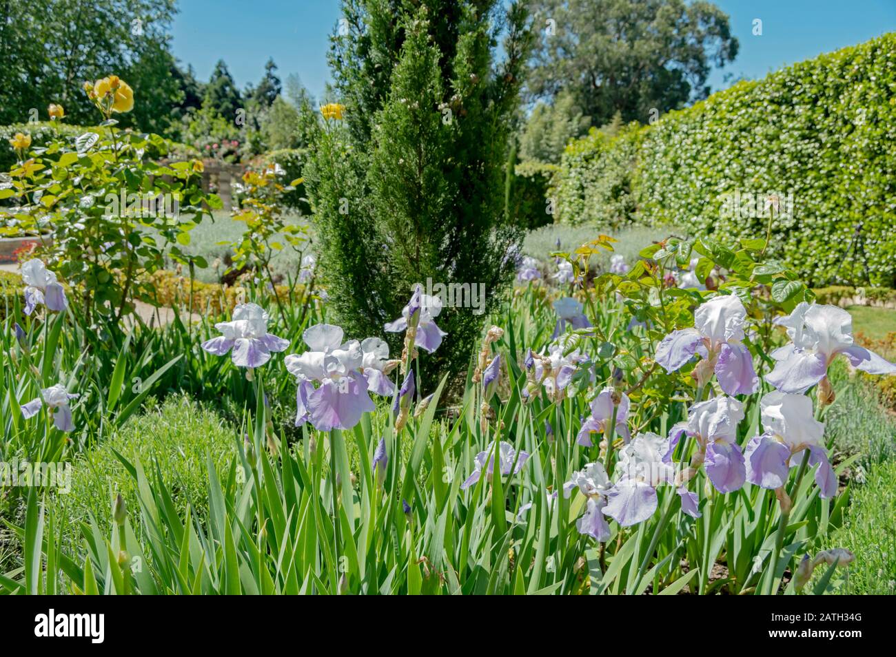"Iris germanica" aus dem Rosengarten des Botanischen Gartens von Porto, Portugal. Stockfoto
