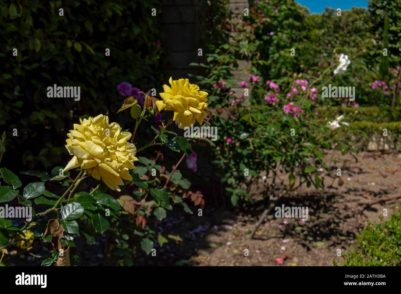 "Gelbe Rose" aus dem Rosengarten des Botanischen Gartens von Porto, Portugal. Stockfoto
