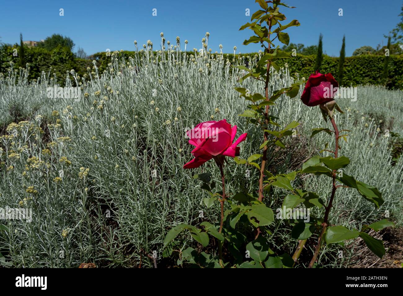 "Rosa chinensis" aus dem Rosengarten des Botanischen Gartens von Porto, Portugal. Stockfoto