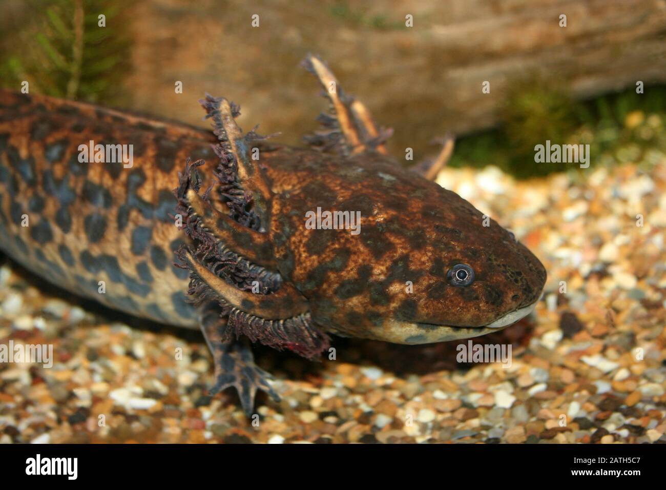 Der Zacapu Salamander Lake alias Andersons Salamander Amystoma andersoni Stockfoto