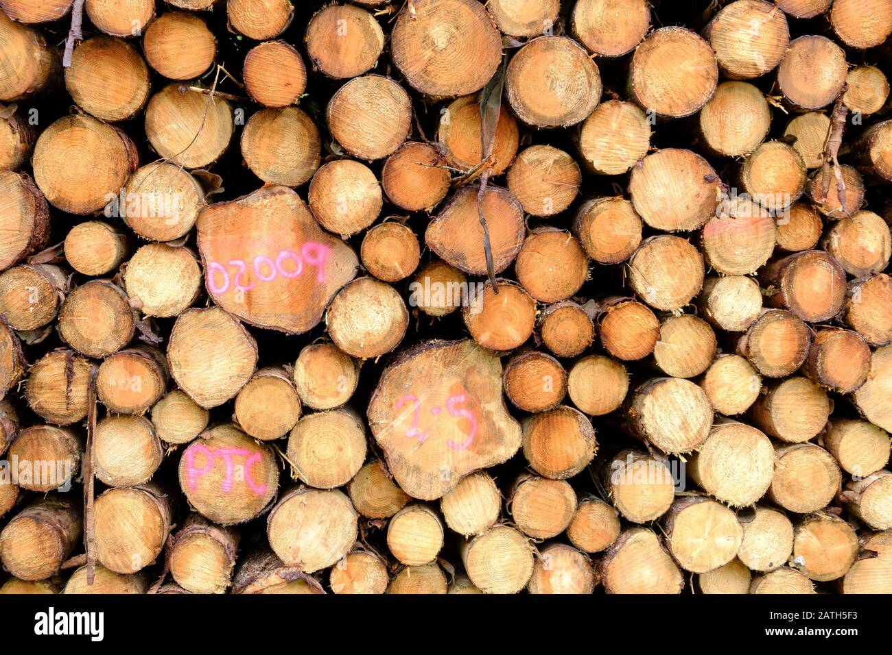 Holzstapelholz Erntet Schottland Stockfoto