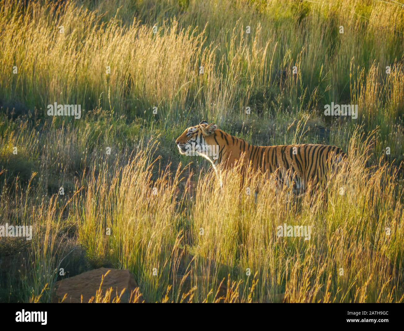 Ein ausgewachsener Bengal-Tiger (Panthera tigris) riecht den Duft seiner Beute, während er von langem Gras und goldenem Licht getarnt wird. Stockfoto