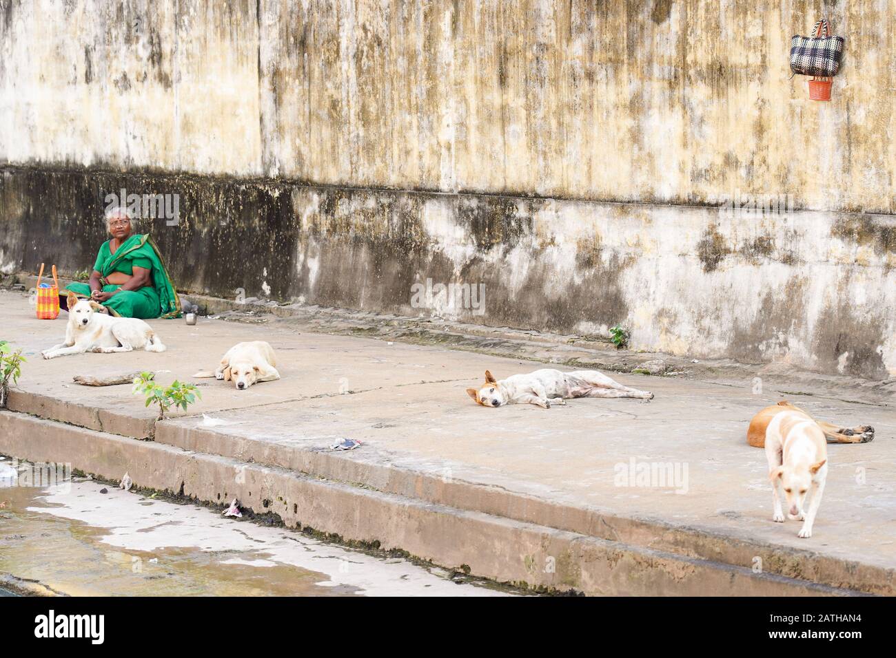 Hunde schlafen auf der Straße in Pondicherry. Aus einer Reihe von Reisefotos in Südindien. Fotodatum: Mittwoch, 8. Januar 2020. Foto: Roger Garfie Stockfoto