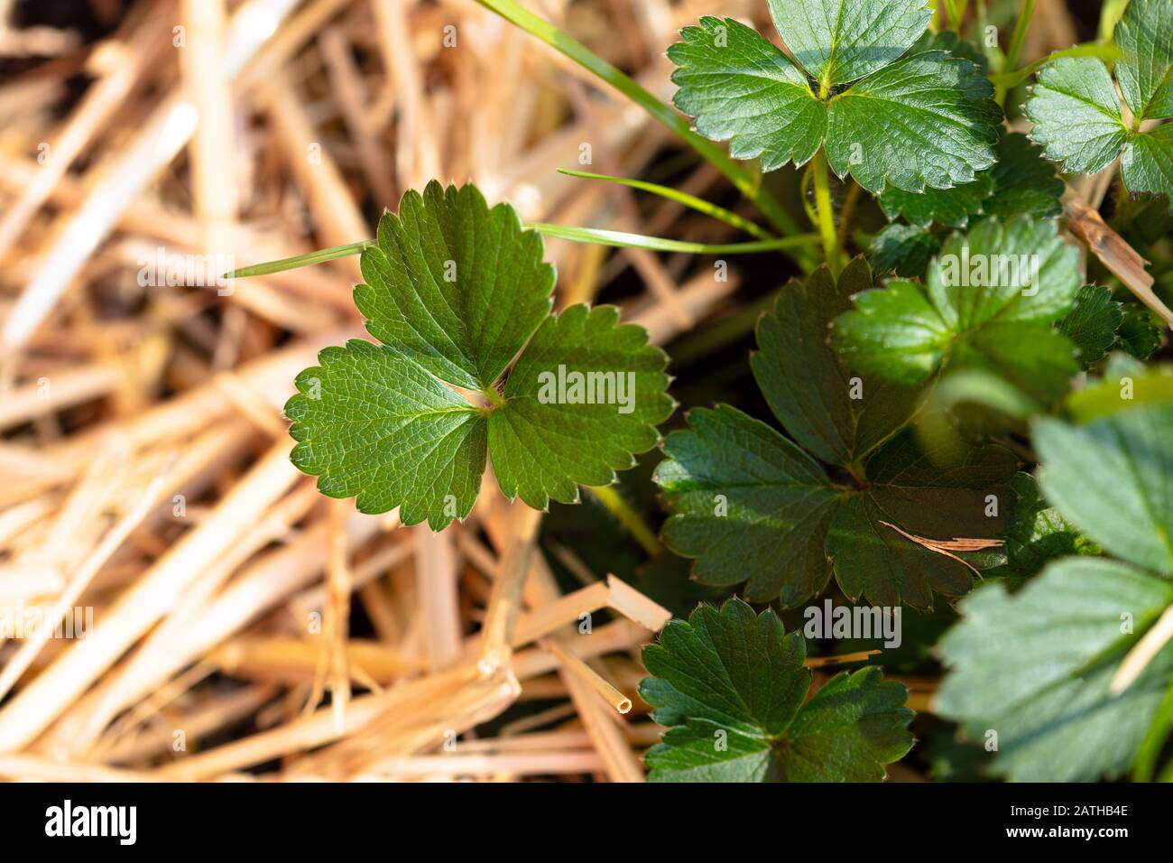 Erdbeerseedling mit Strohhalm im Sonnenlicht Stockfoto