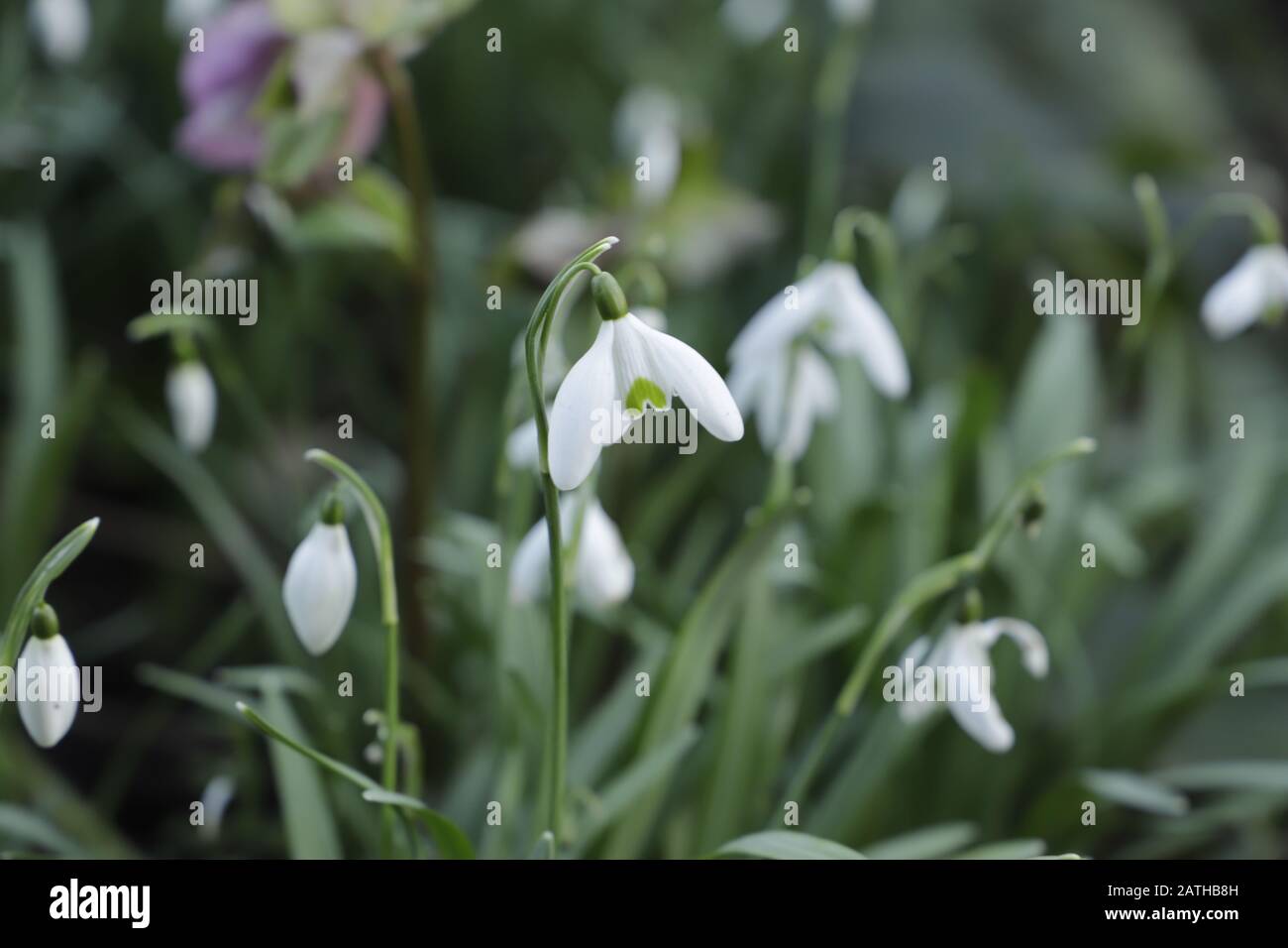 Schöne Schneefälle sind das Zeichen des Frühlings. Die ersten Blumen blühen im januar und februar Stockfoto