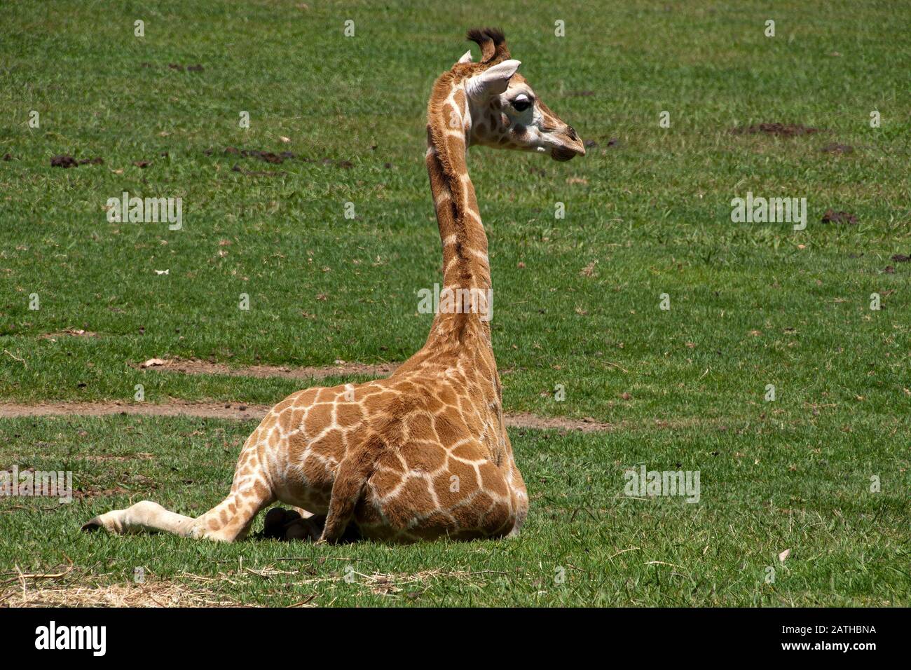 MoGo Australia, Rothschilds Giraffe, die auf dem Boden sitzt, auch bekannt als Baringo-Giraffe oder ugandische Giraffe Stockfoto