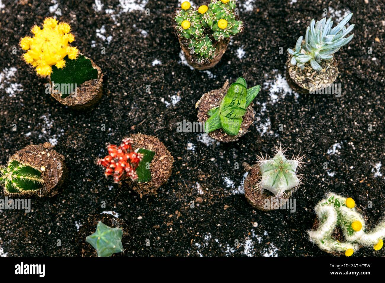 Topview von verschiedenen Kakteenpflanzen auf Vergusskompost oder Boden, Miniatur-Heimpflanzen Hintergrund Stockfoto