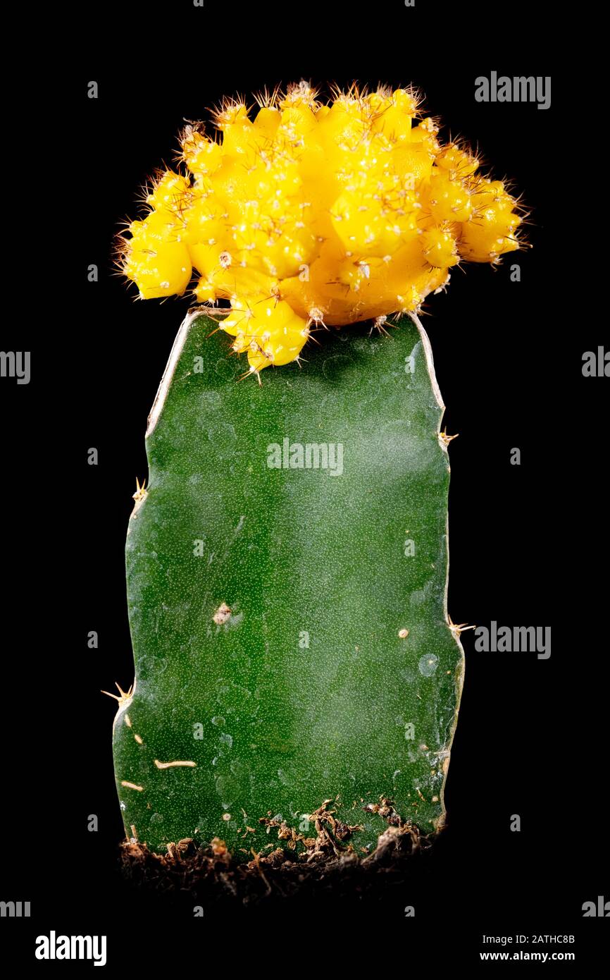 gymnocalycium spegazzinii Gymnocalycium spegazzinii – Cyprus Cactus main image 0
