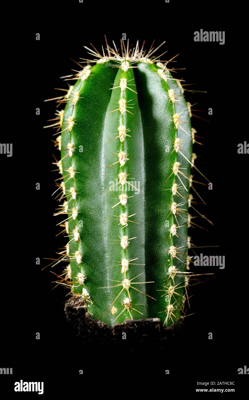 Cactus Cereus repandus oder peruanischer apfelkaktus vor schwarzem Hintergrund, Wüstenpflanze Stockfoto