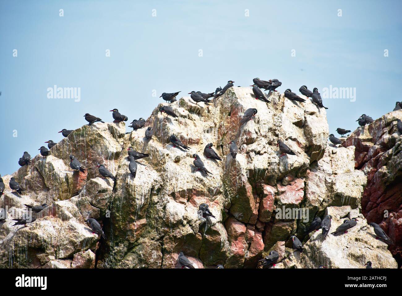 Viele Inkaternen ragten an einem sonnigen Tag auf dem Felsen Las Islas Ballestas Paracas Stockfoto