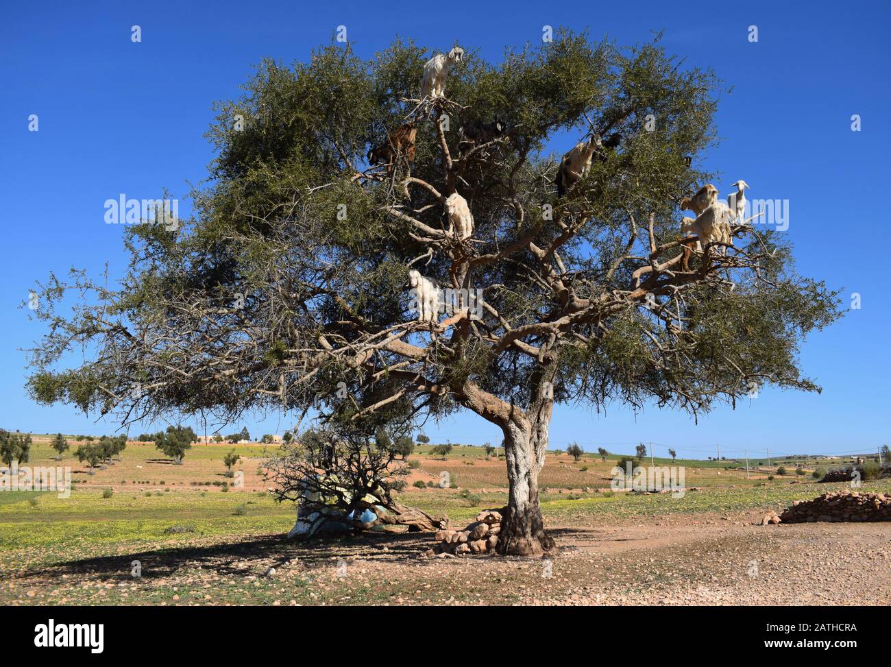 Ziegen, die in den Zweigen eines Argan-Baumes im marokkanischen Souss-Tal stehen Stockfoto