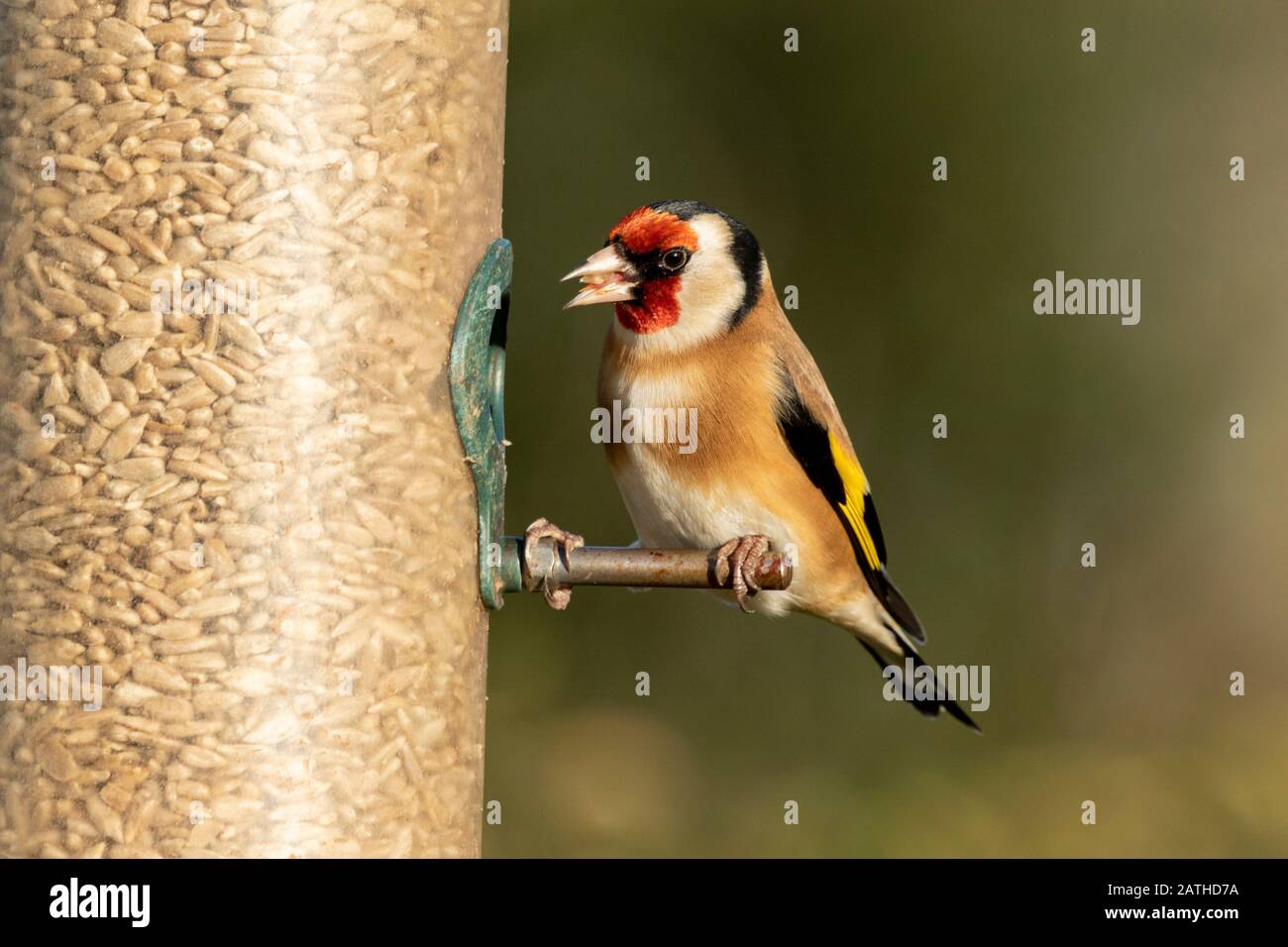 Europäische Goldfinch Zuchtjahr Zuchtjahr Stockfoto
