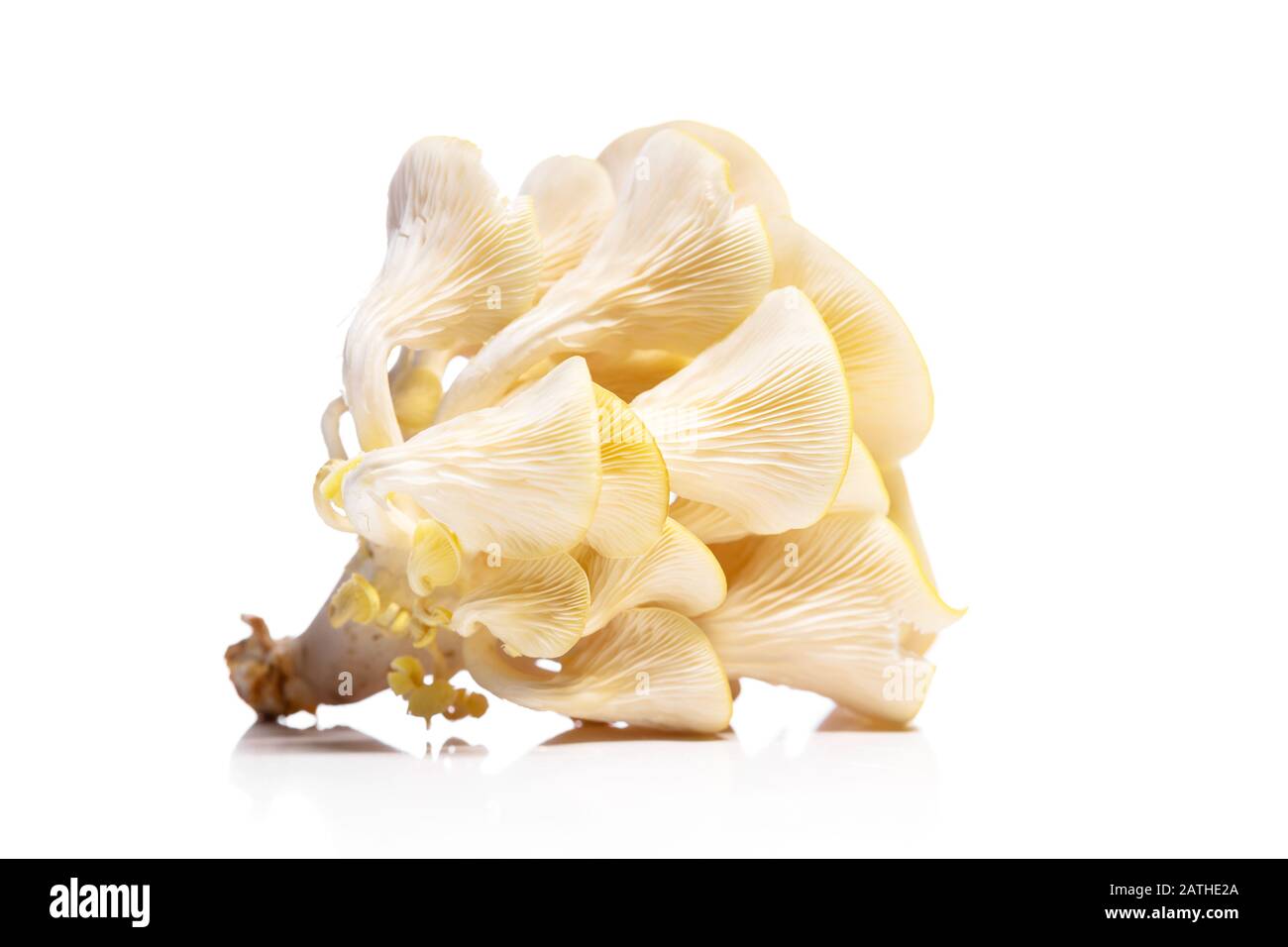 Pleurotus citrinopileatus isoliert auf weißem, goldenem Austernpilz, Feinschmeckerpilzen Stockfoto